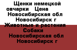 Щенки немецкой овчарки › Цена ­ 5 000 - Новосибирская обл., Новосибирск г. Животные и растения » Собаки   . Новосибирская обл.,Новосибирск г.